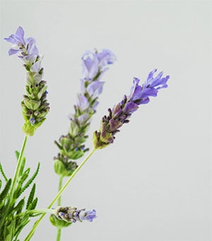 Aromatic